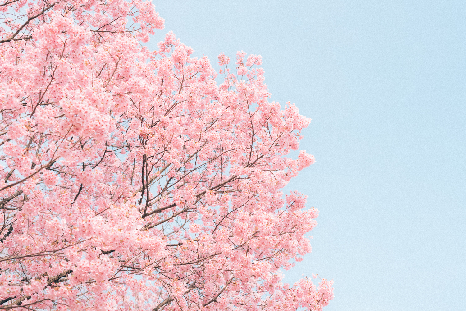 桜写真の撮り方